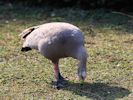 Cape Barren Goose (WWT Slimbridge March 2012) - pic by Nigel Key